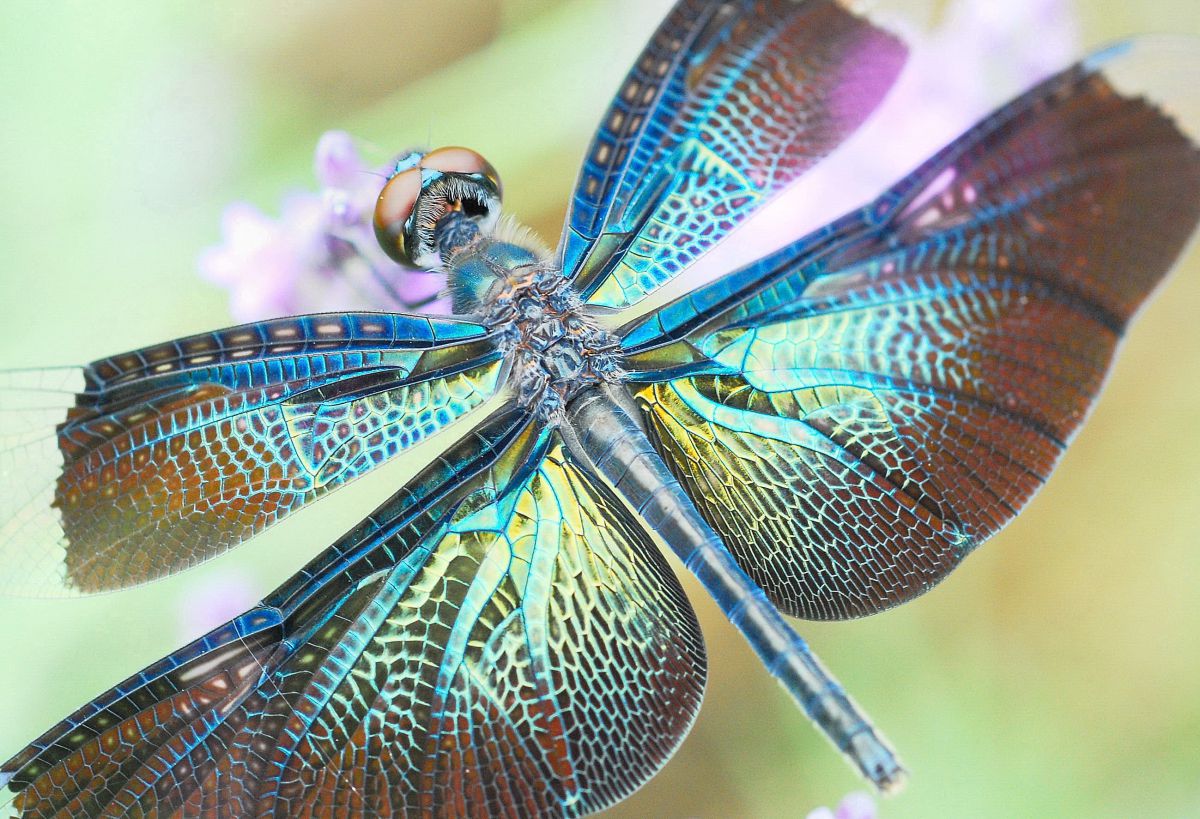 96e2b3abe0728eceb3fffe00085922