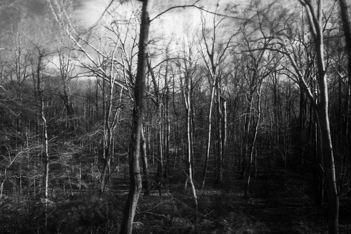 Winter Forest 1 | GANREF
