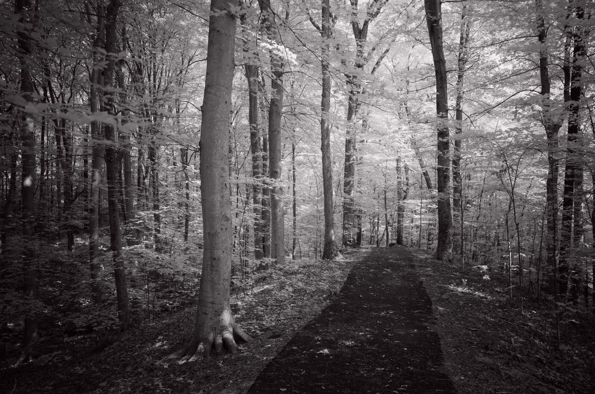 In the Forest - trail - | GANREF