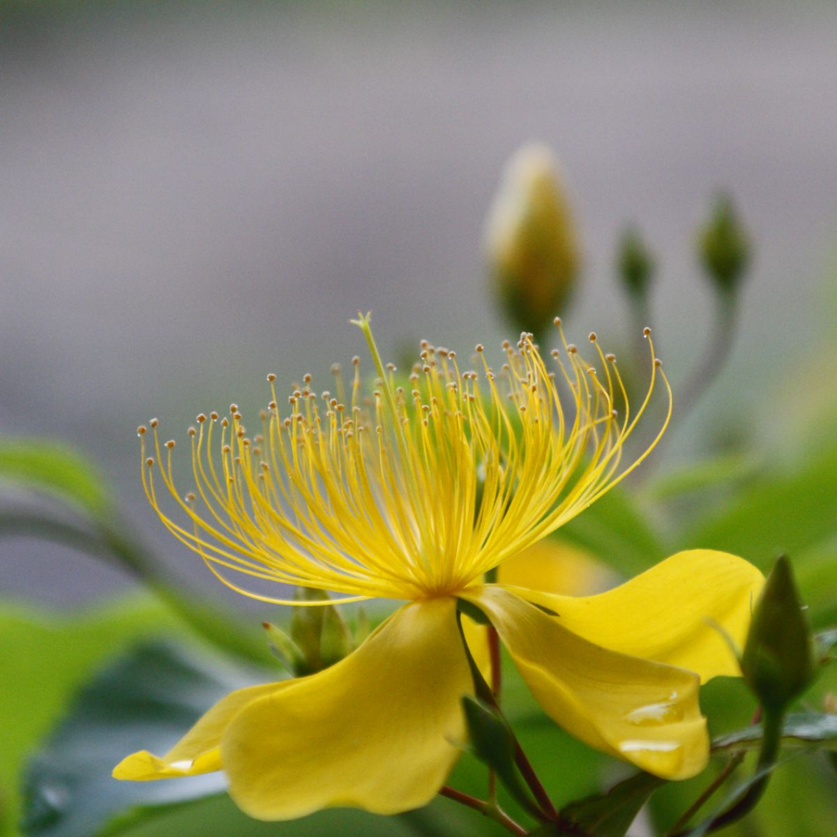 yellow | GANREF