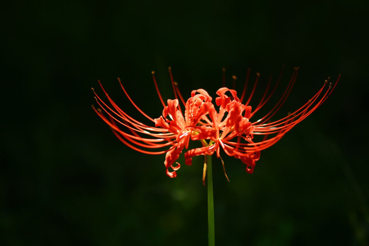 天蓋花の祈り Ganref