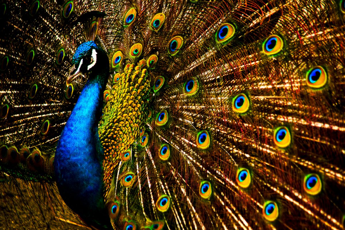 many eyes | GANREF