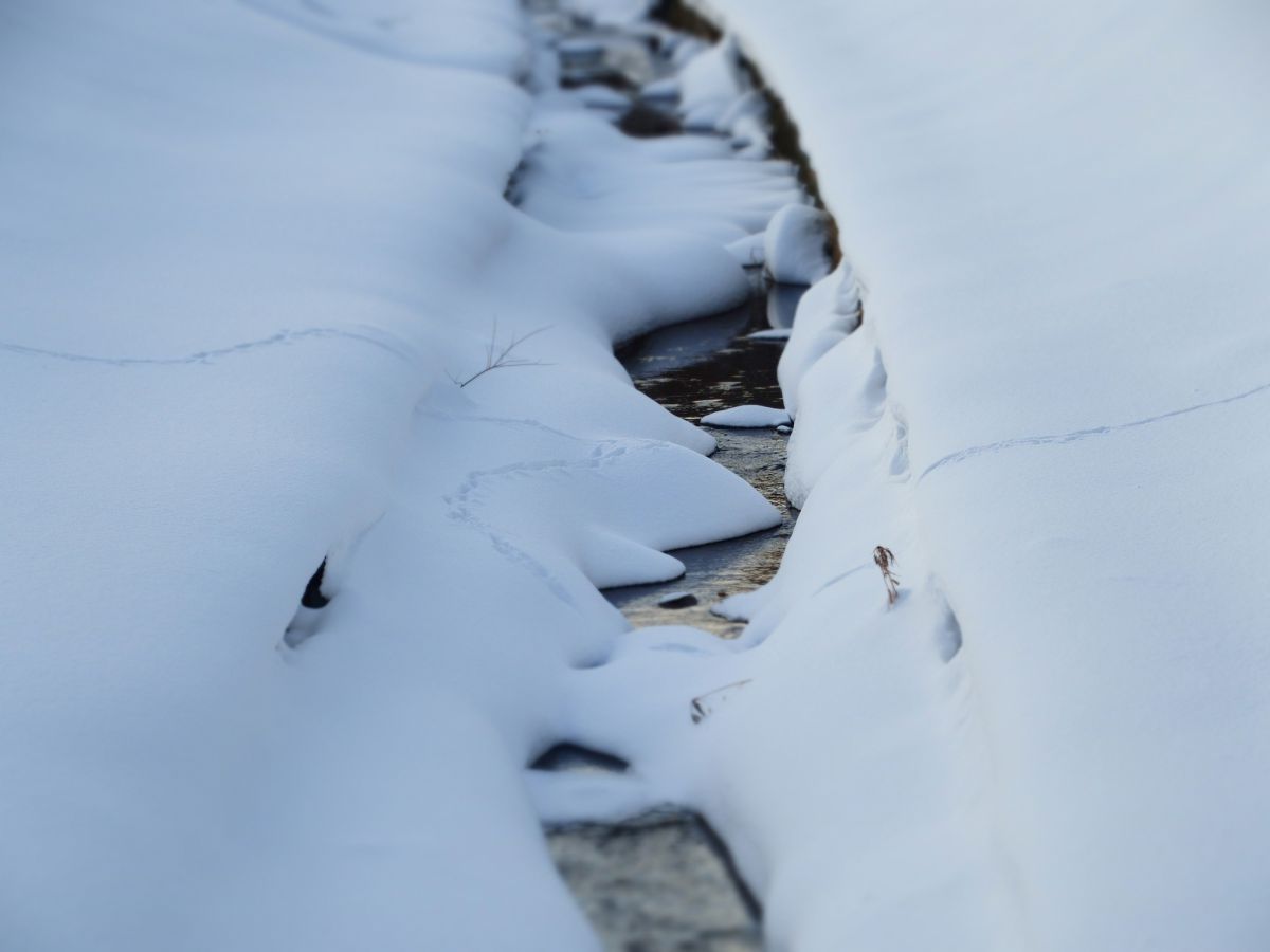 trail | GANREF