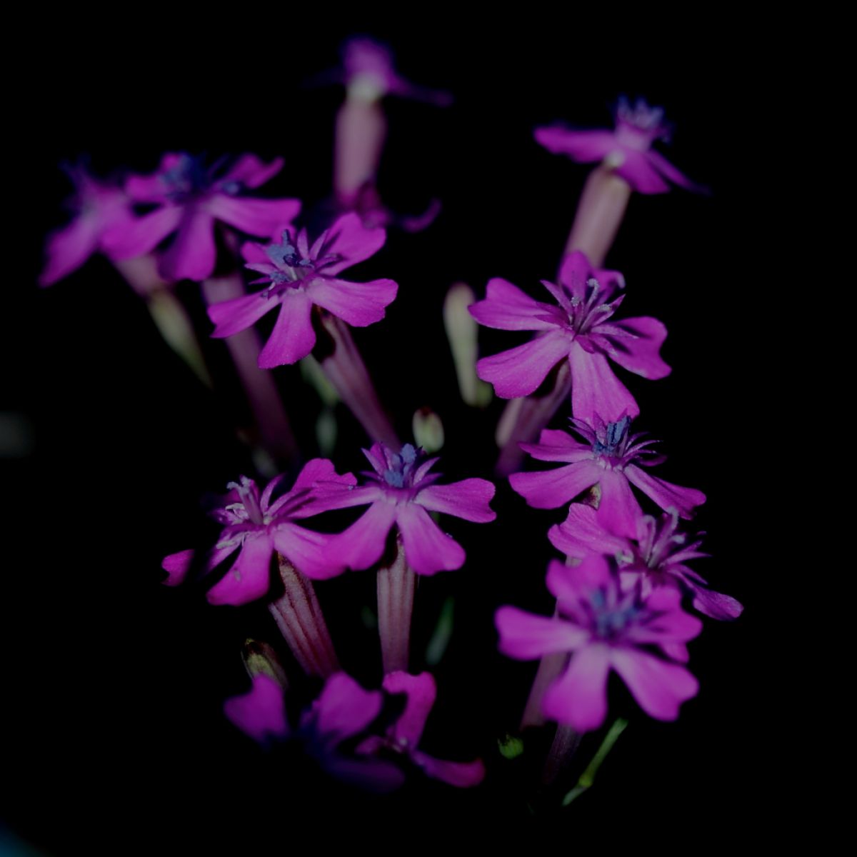闇に咲く花 | GANREF