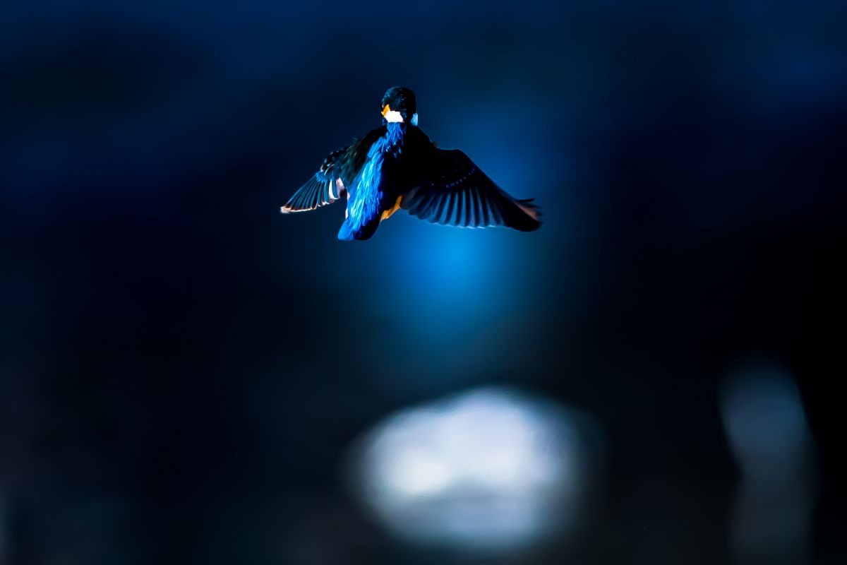 Blue light | GANREF