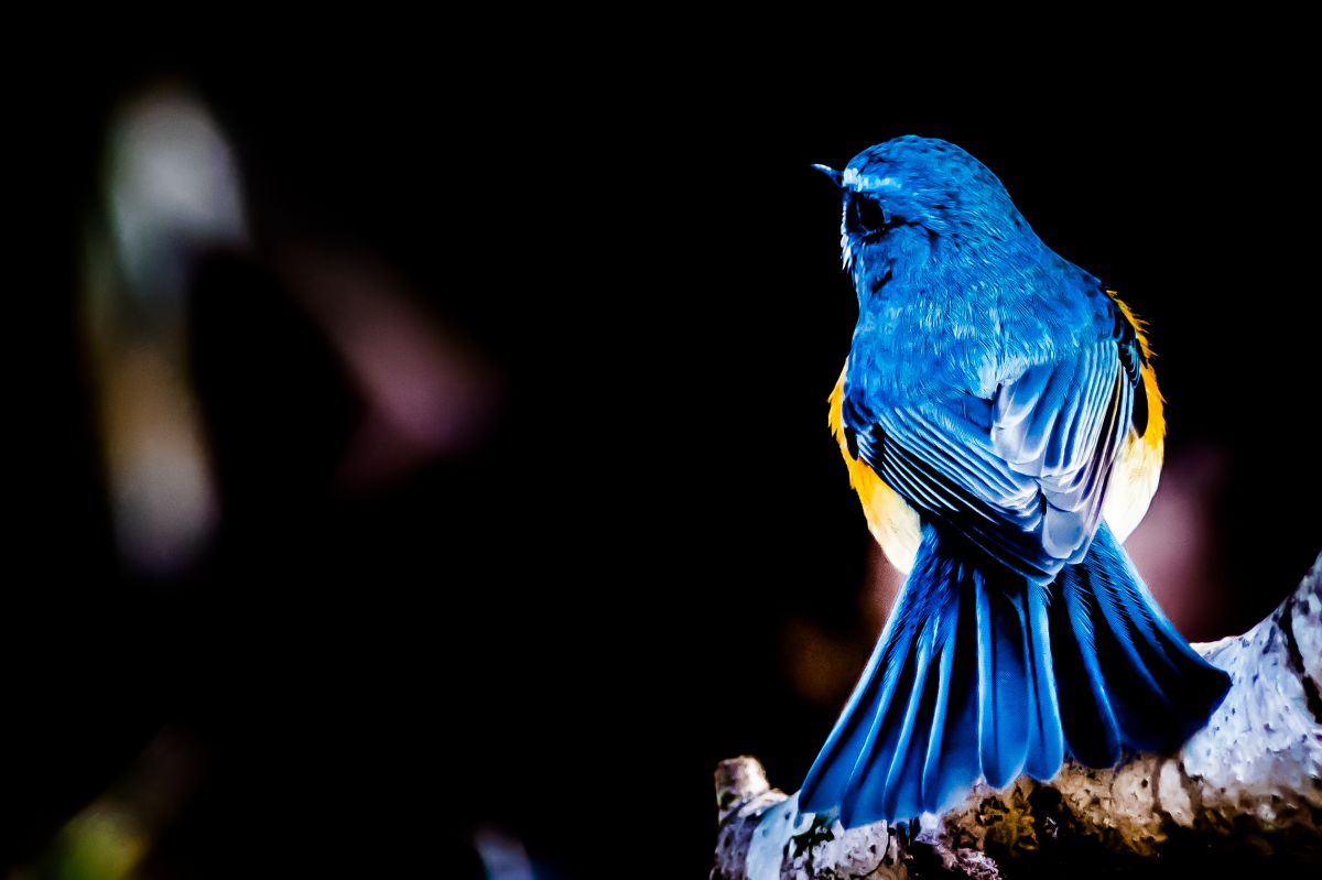 Blue back | GANREF
