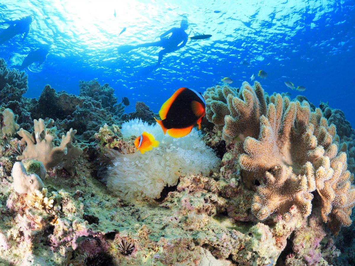 海中風景 | GANREF