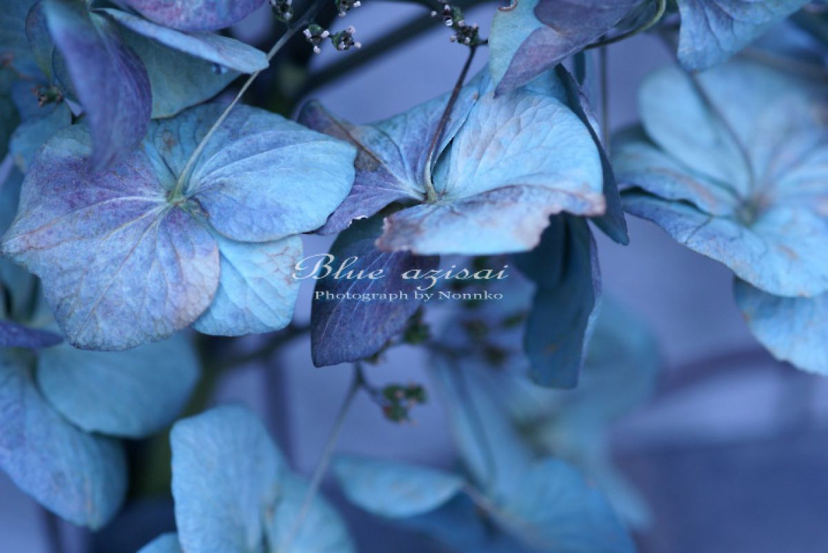 Memory of Summer | GANREF