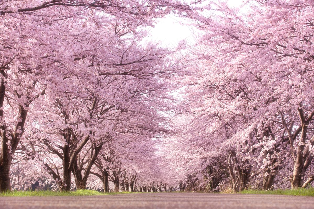 桜並木 フリー 素材 _ 桜 切り抜き 素材 フリー – TFNGT