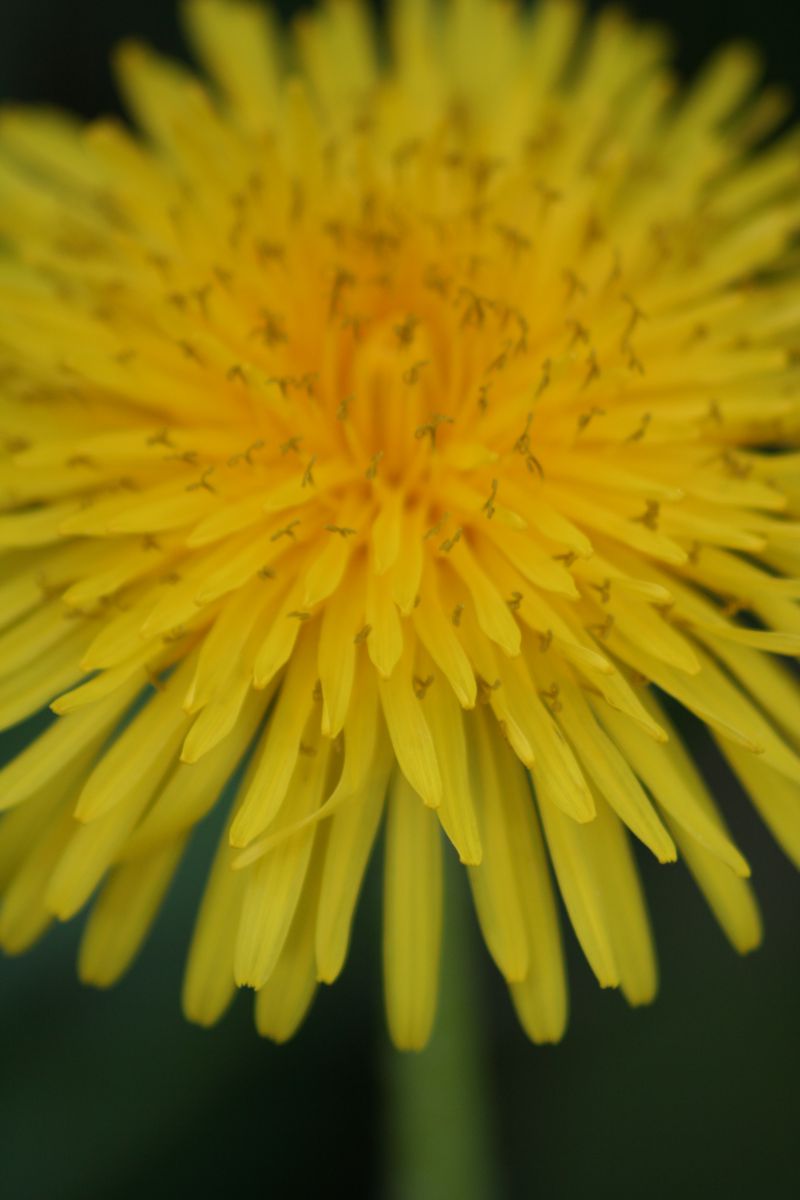 Yellow | GANREF