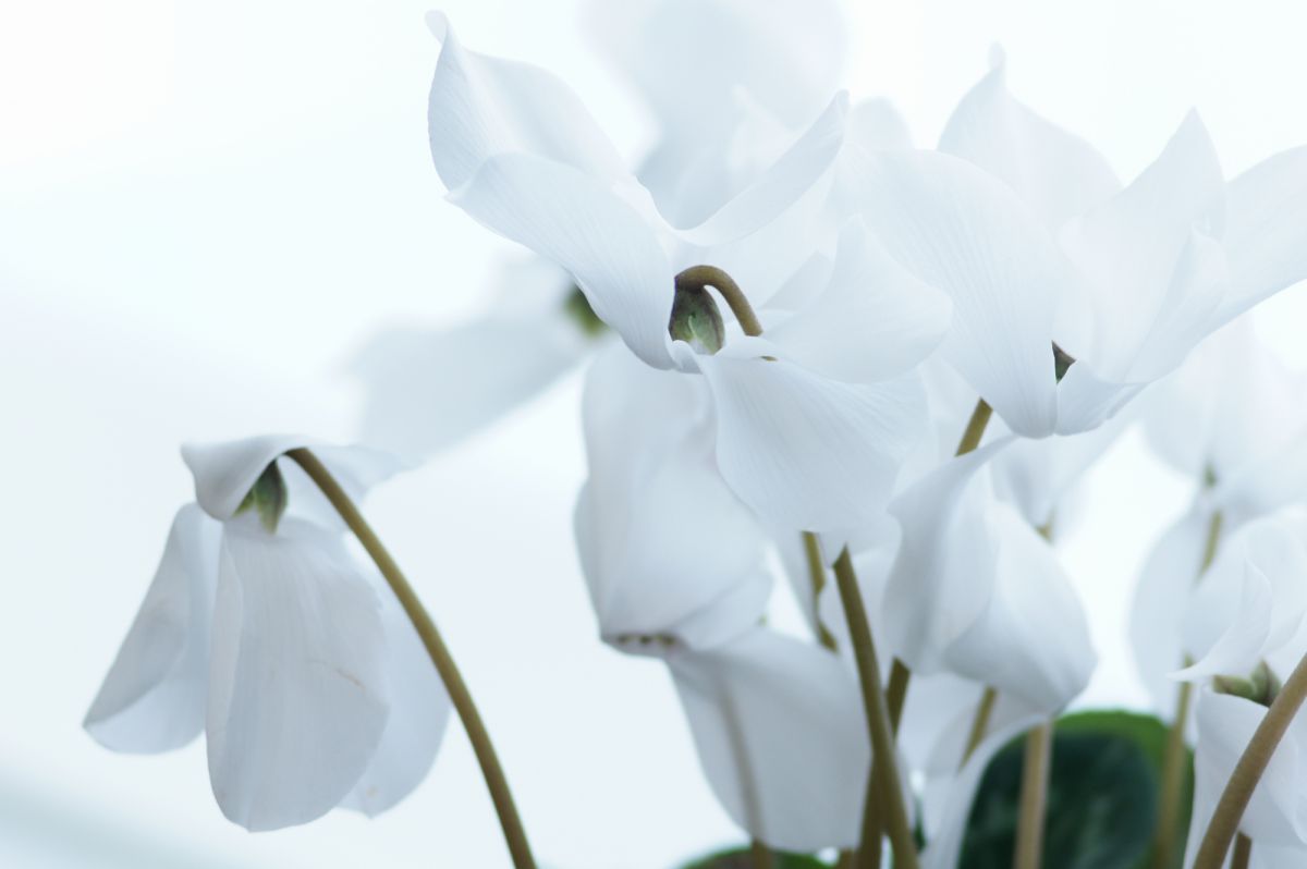 白いシクラメン 植物 花 花びら Ganref