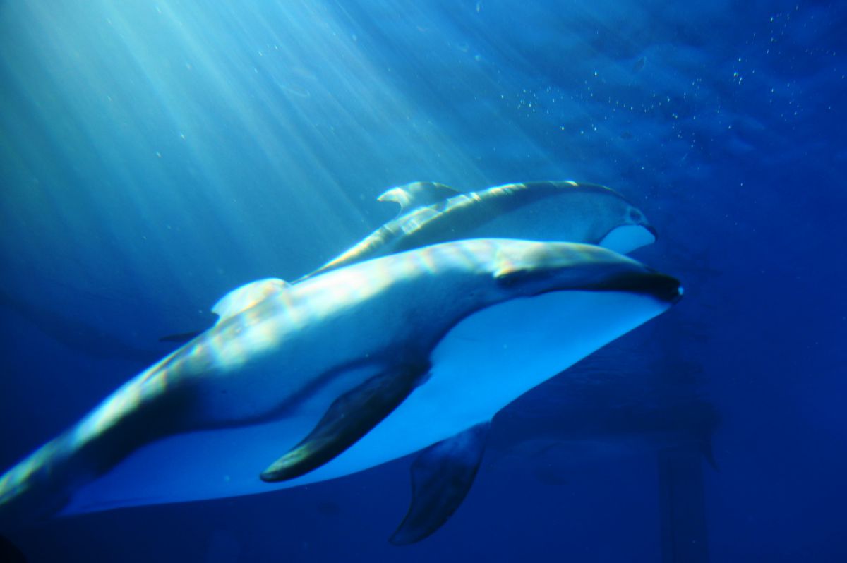 blue | GANREF