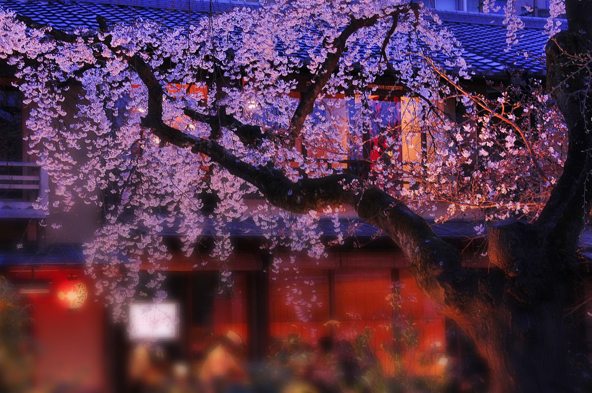 祇園白川～宵桜 | GANREF