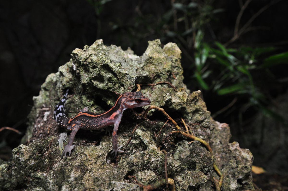 クロイワトカゲモドキ | GANREF