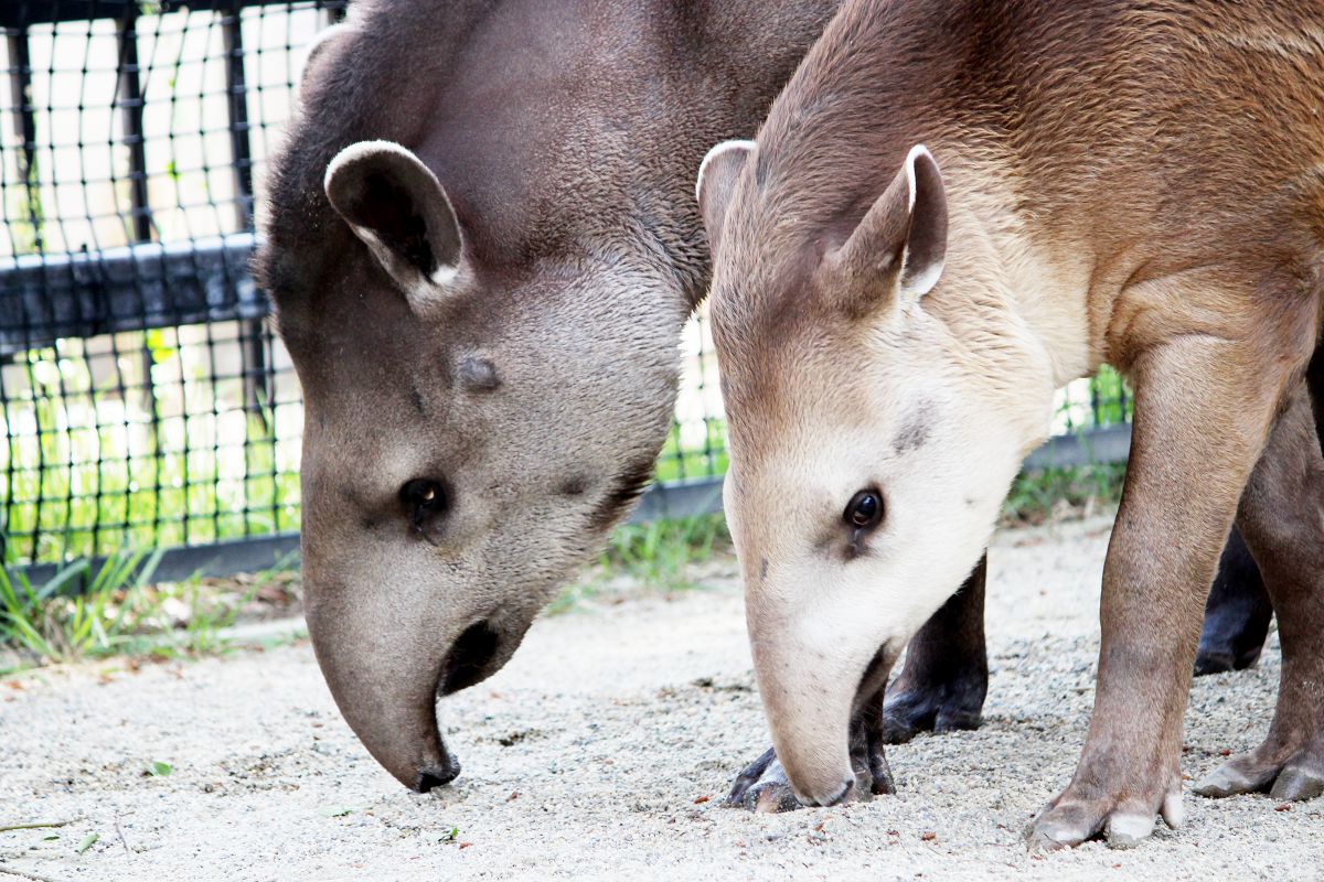 バクの親子 GANREF