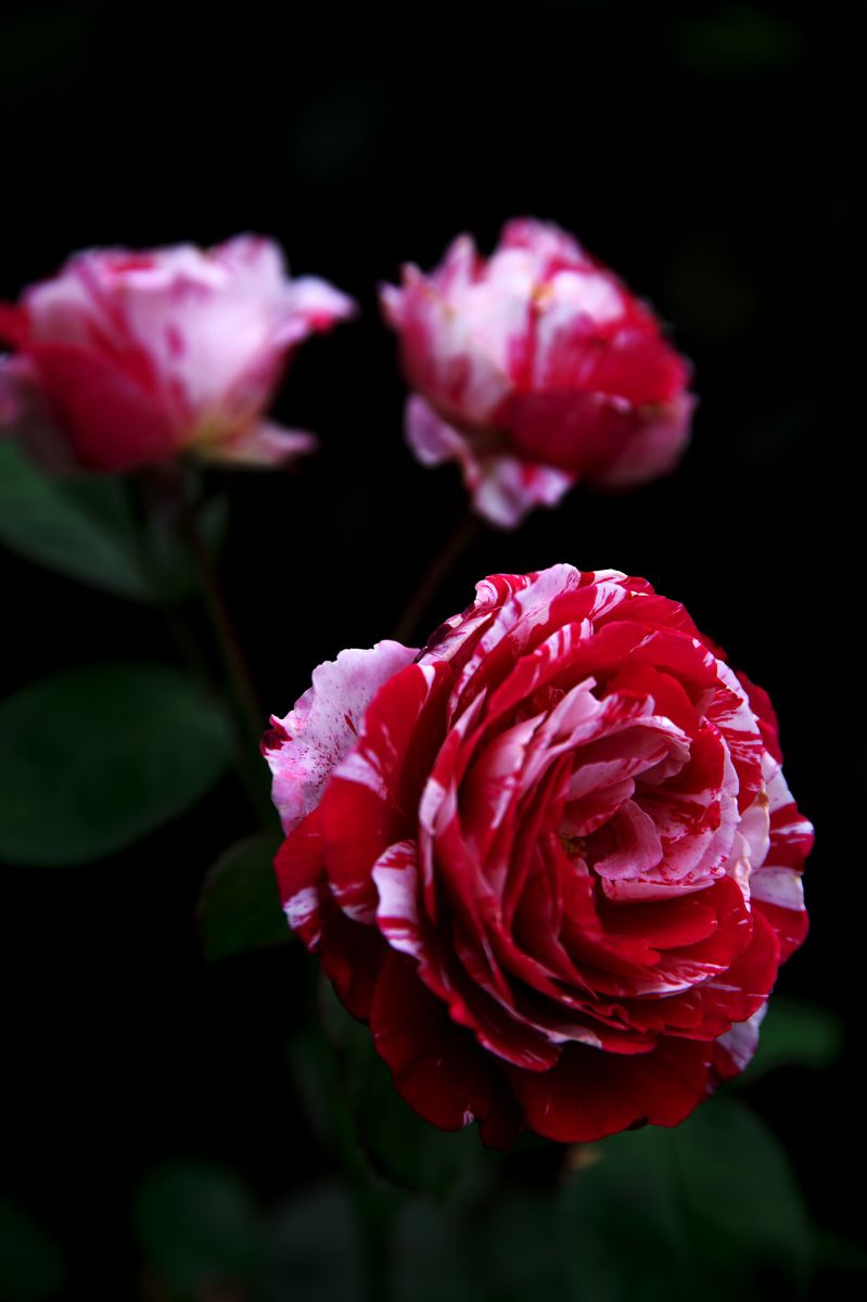 豚バラっぽい薔薇 Ganref