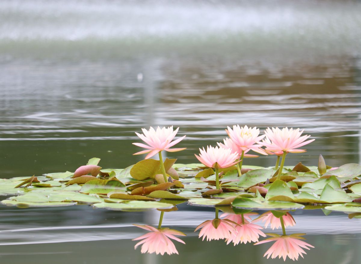 水面に咲く花 Ganref