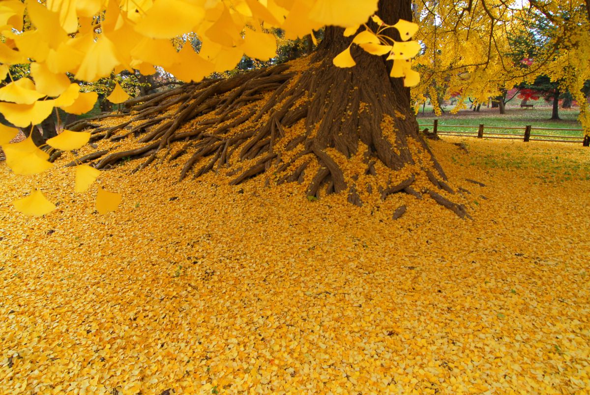 弘前公園根上がりイチョウ | GANREF