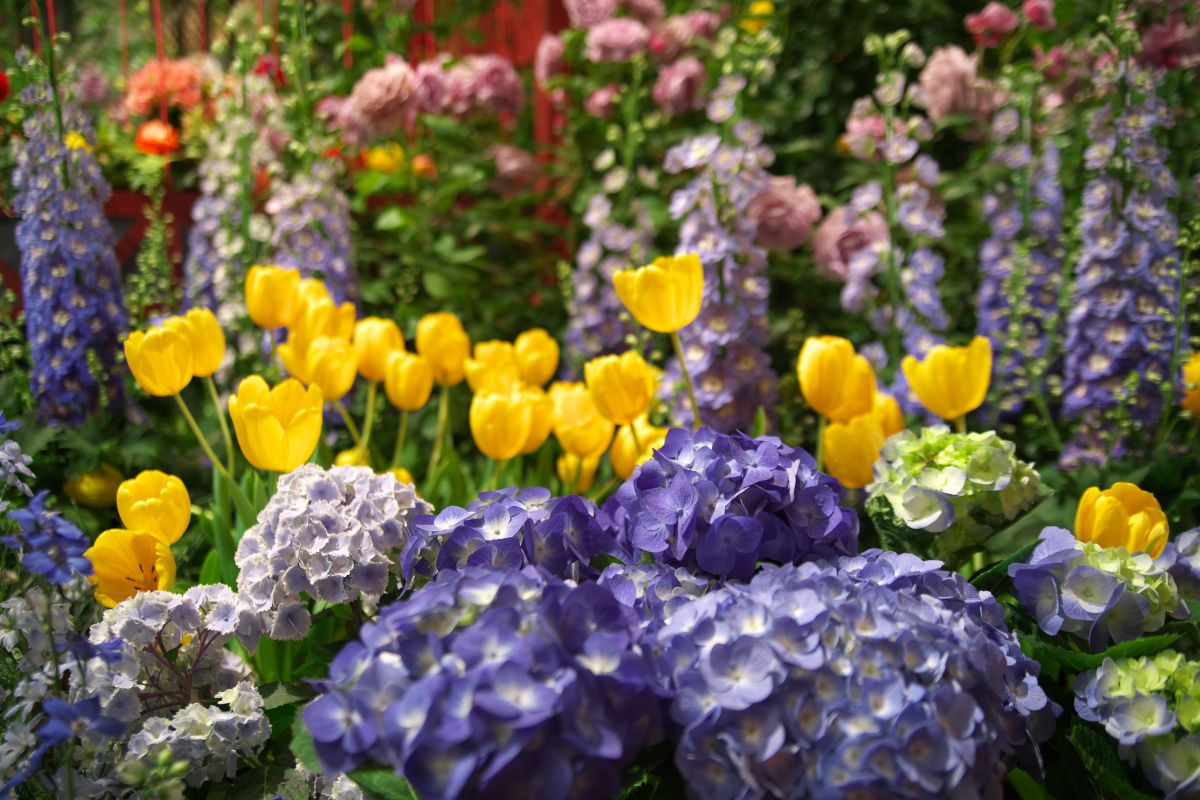 Flowers of May | GANREF