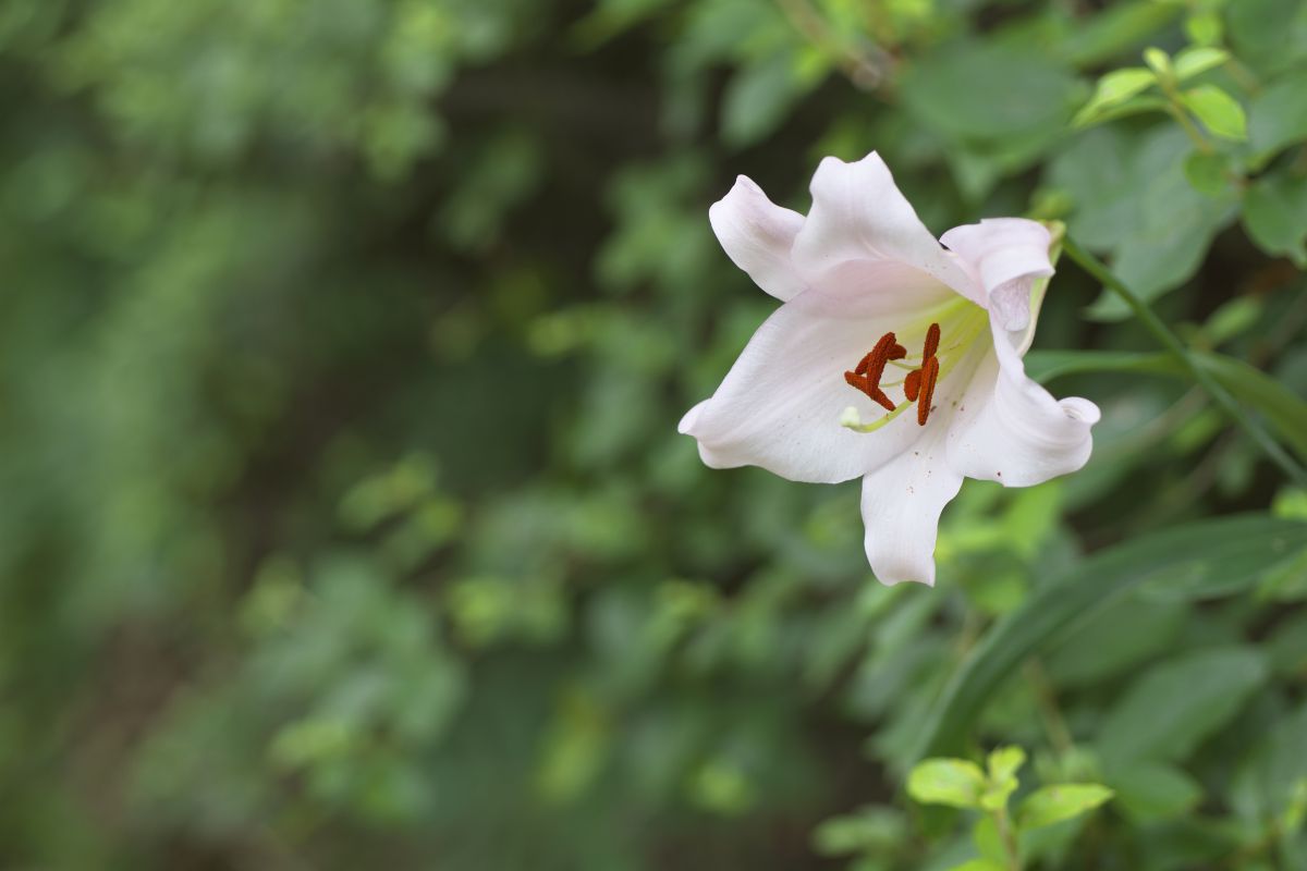 bamboo lily GANREF