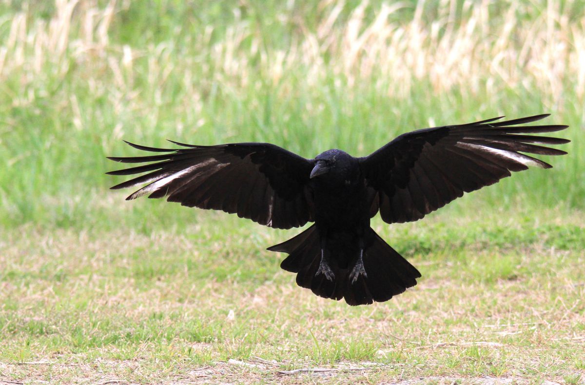白カラス ついに噂の白いカラスを目撃しました！琵琶湖の周辺にいると話題