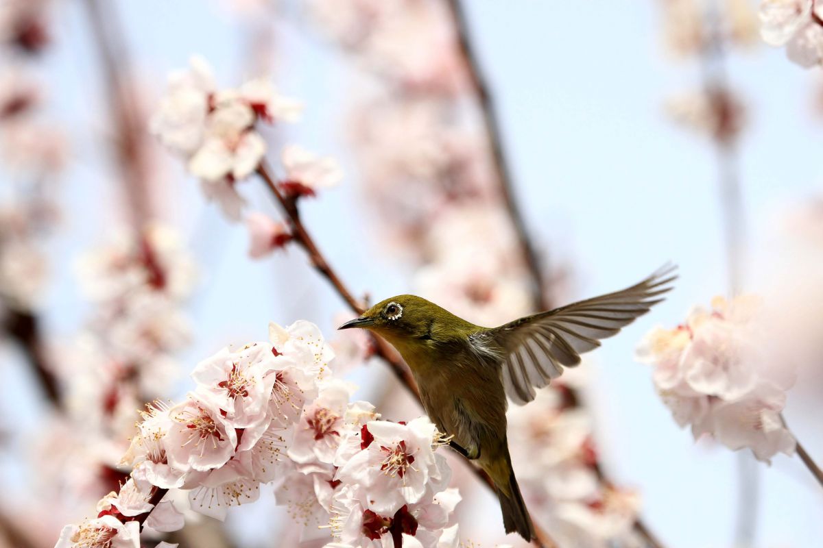 spring | GANREF