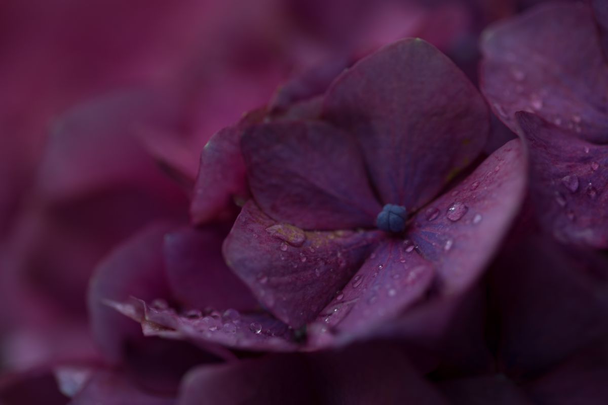 ホンアジサイ 紫紺色 Ganref