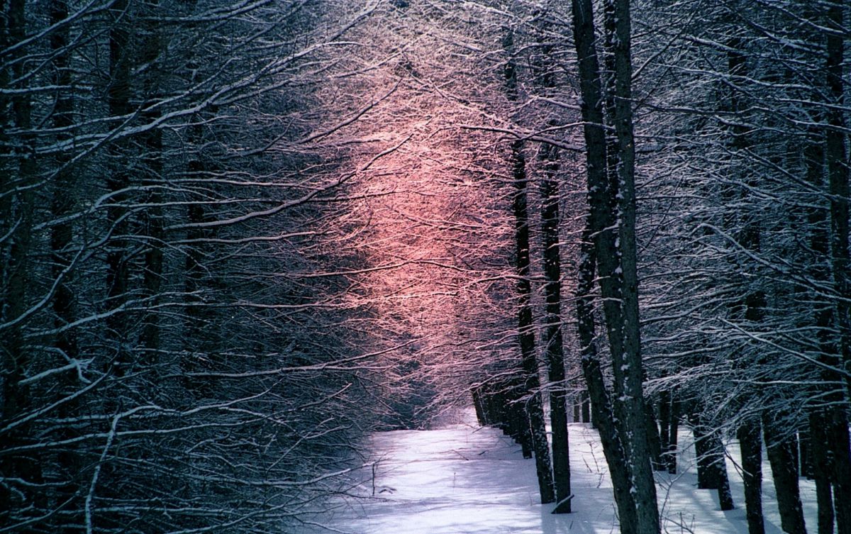 forest | GANREF