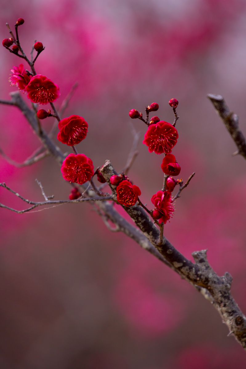 真紅の紅梅 | GANREF