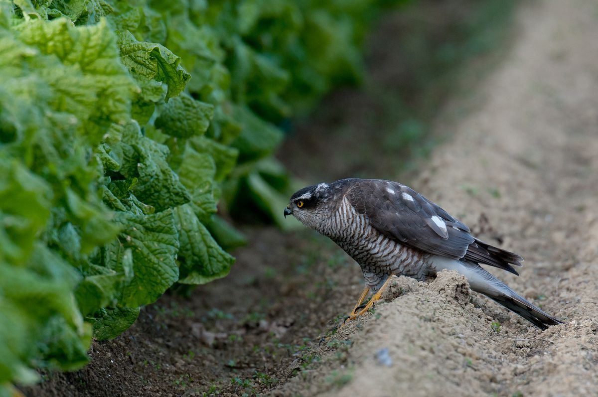 草食系? | GANREF