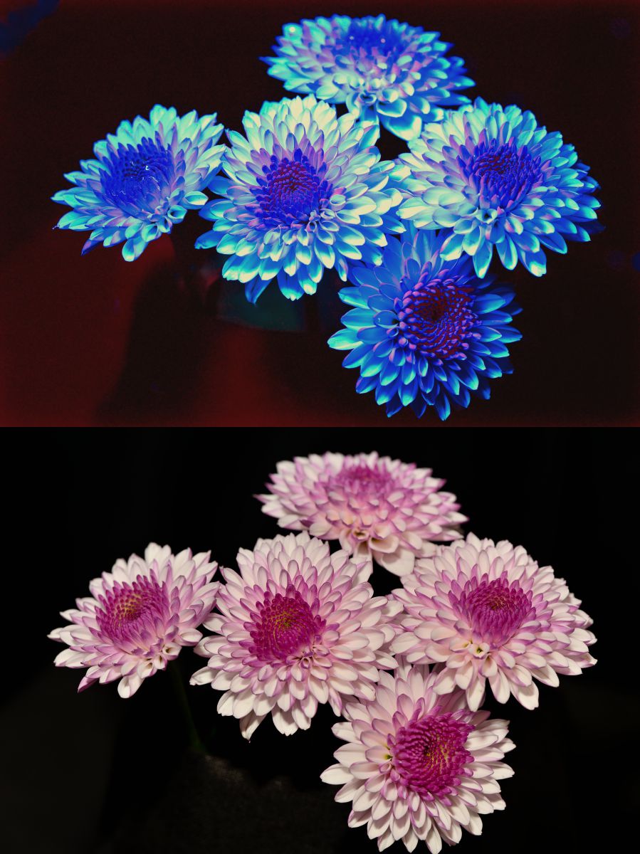 七夕の夜に眺めた蛍光に輝く花の姿 植物 花 花びら Ganref