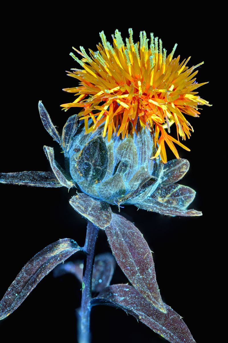 紫外線励起可視蛍光の世界再訪 2. ベニバナ | GANREF