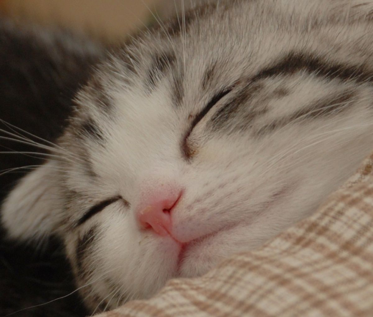 Hd限定動物 寝顔 最高の動物画像