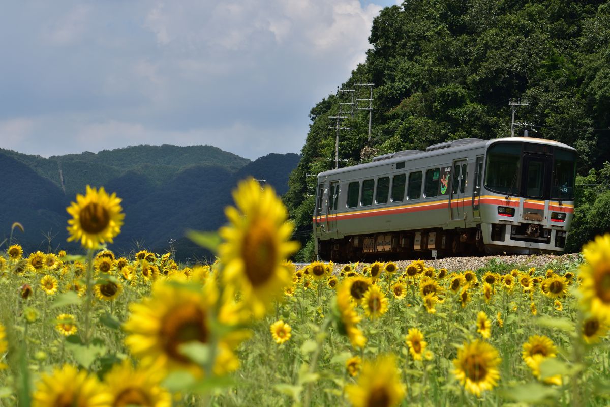 ひまわり ひまわり電車 | GANREF