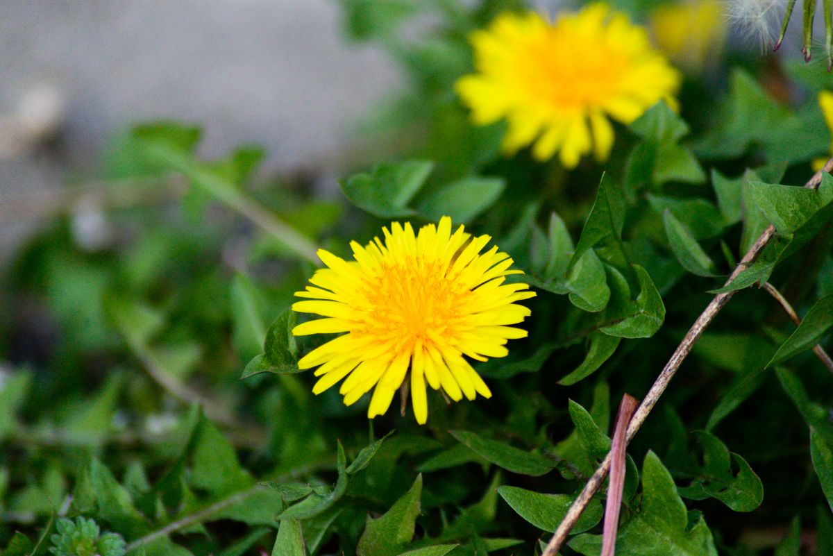 最高のダンデ ライオン 花 最高の花の画像