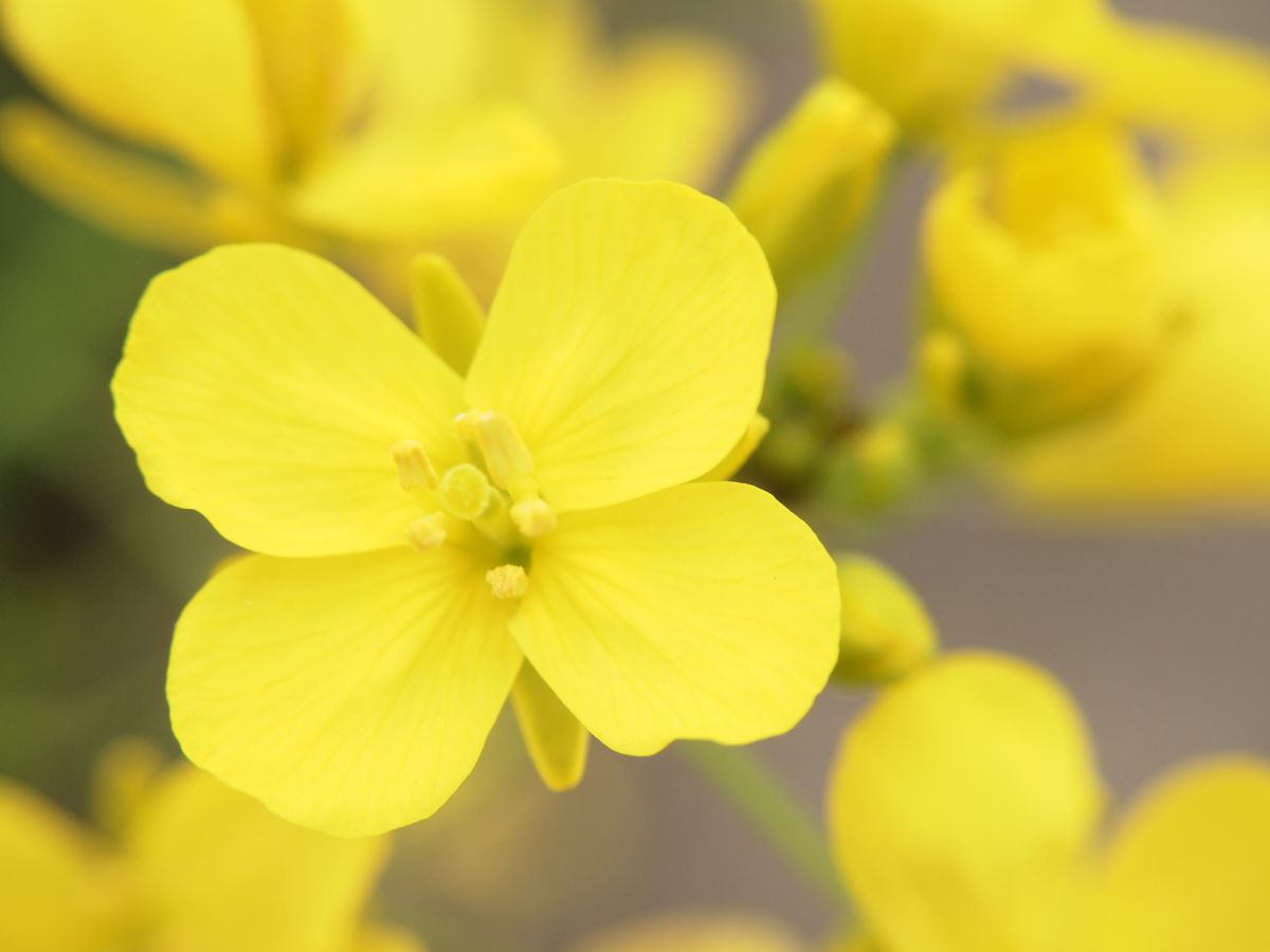 菜の花(実験3) | GANREF