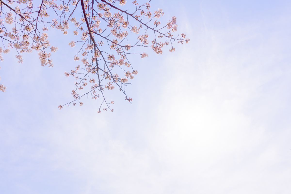 春の朝空 春の空 | GANREF