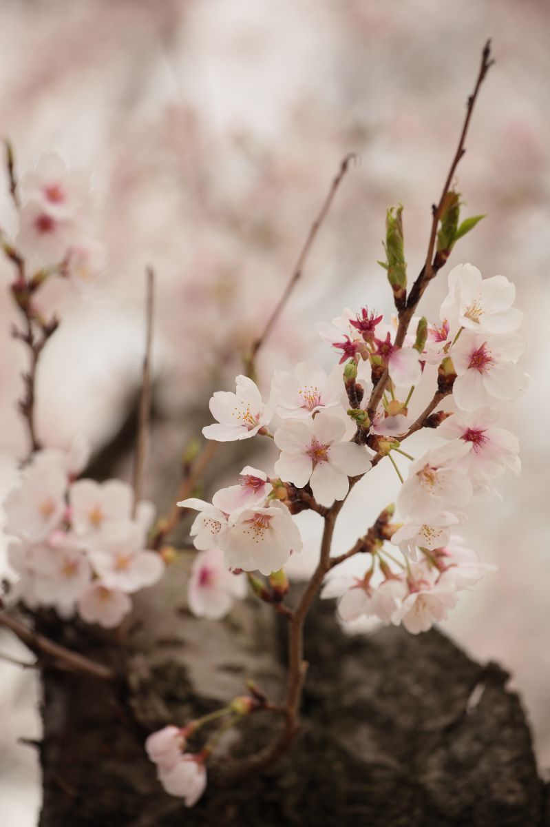 spring color | GANREF