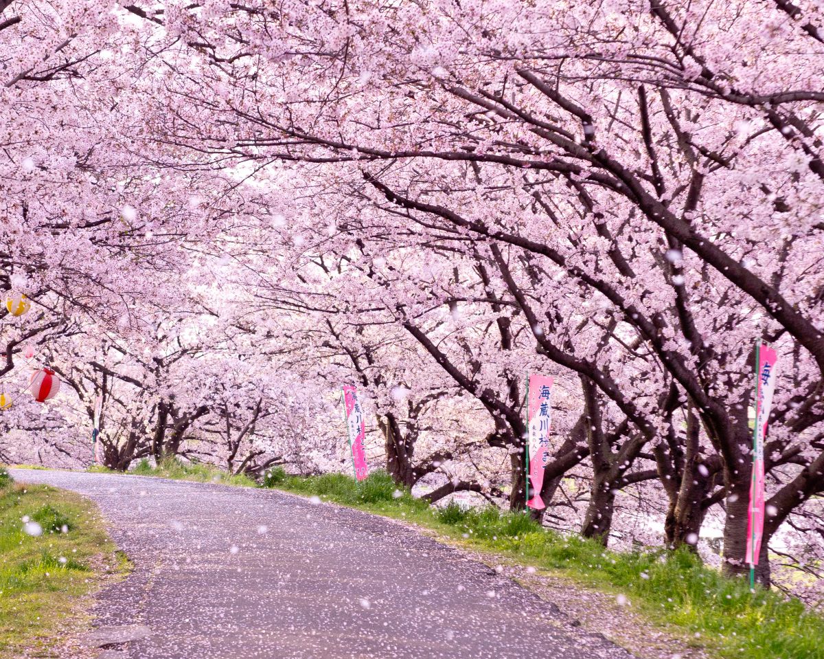 春風に吹かれて | GANREF