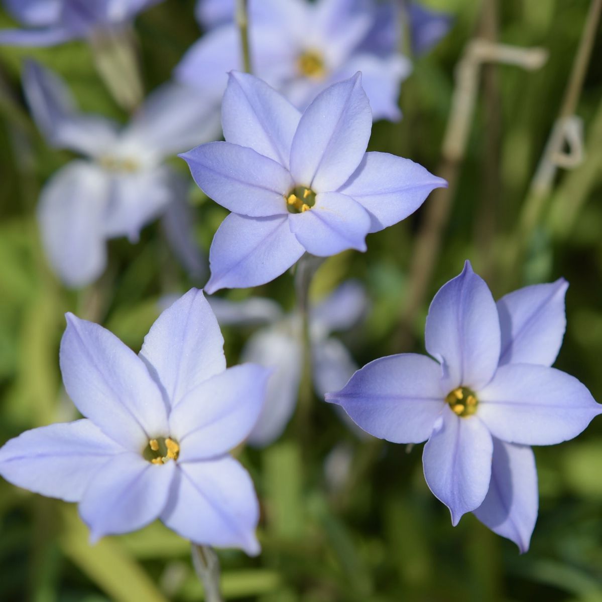 3月26日の誕生花 Ganref