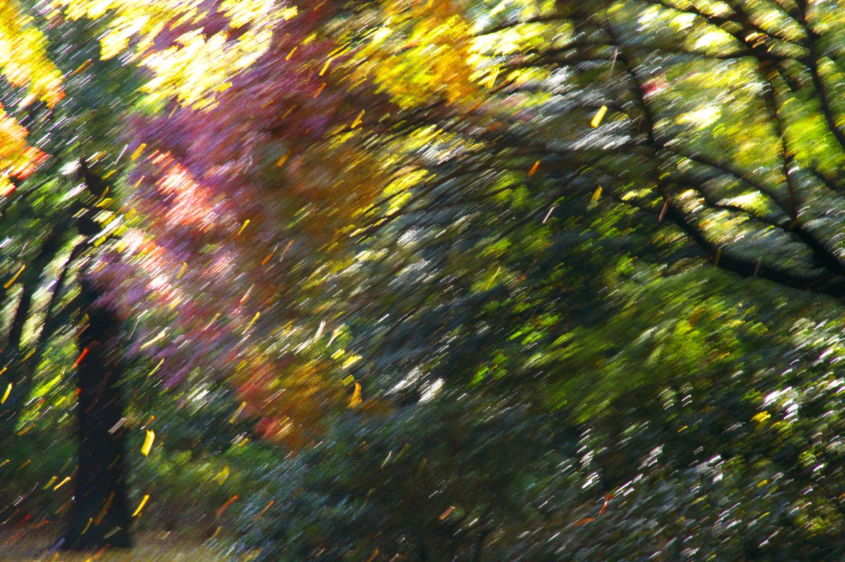 風の贈り物 GANREF