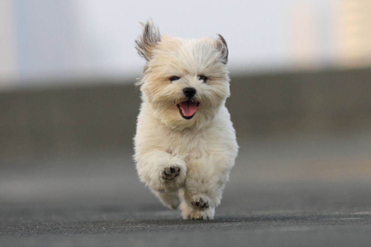 走る 動物 犬 Ganref