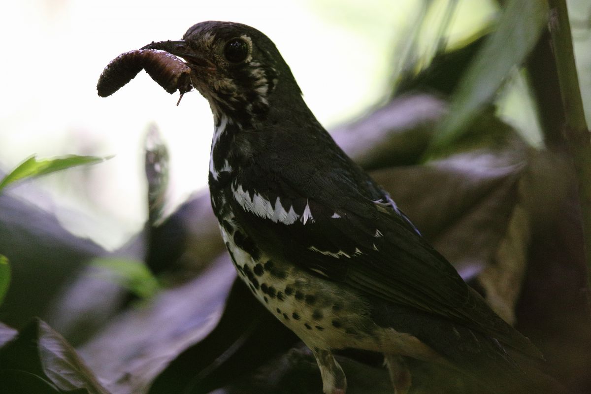 ママ鳥（どり）参上！ | GANREF