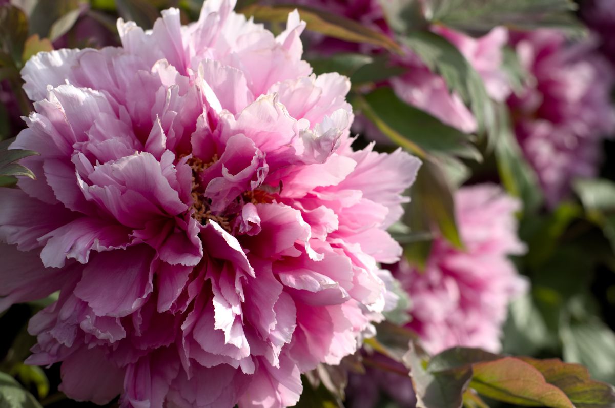 PiNK | GANREF