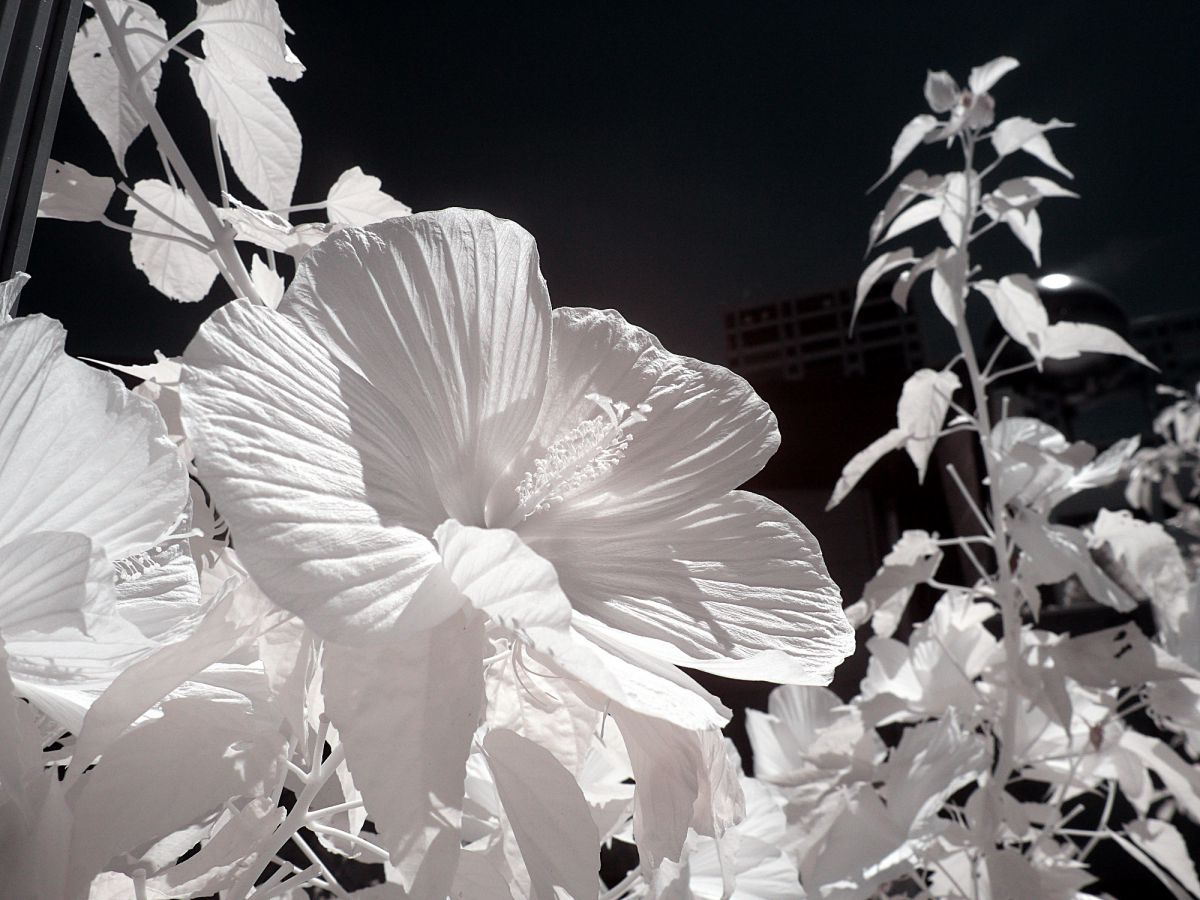Infrared Flower GANREF