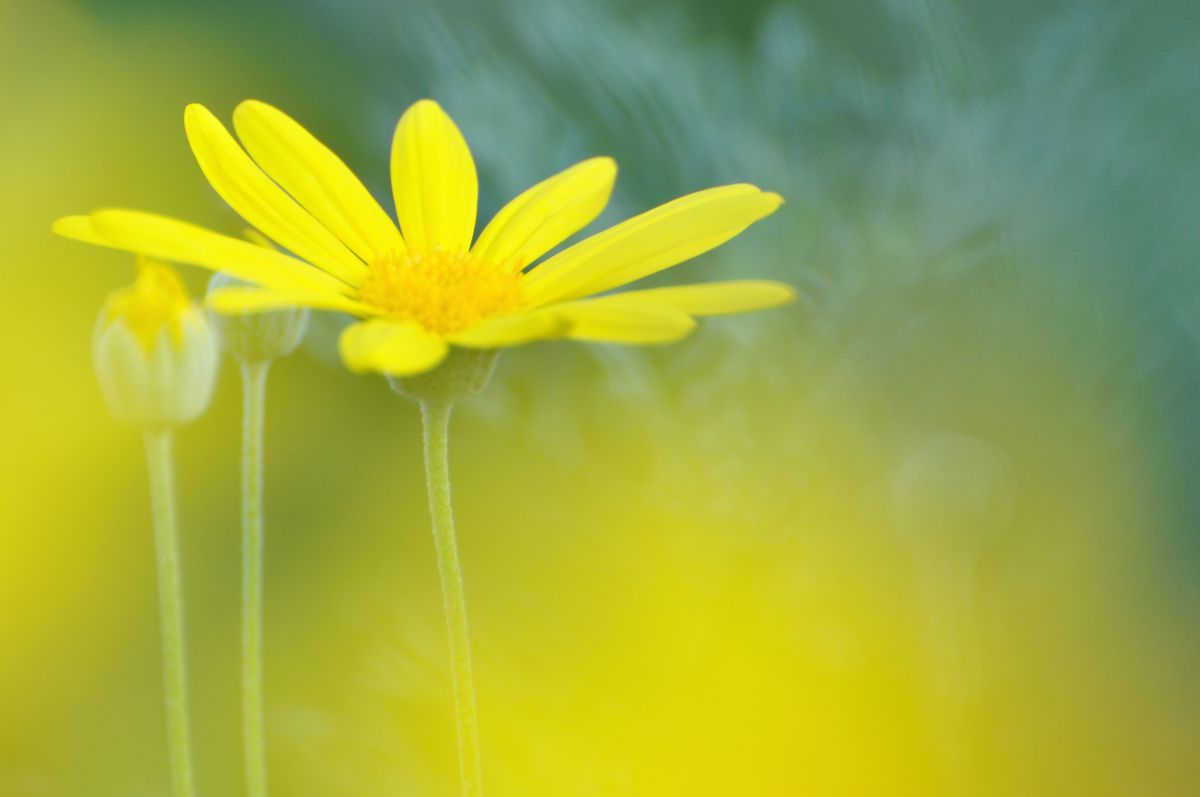 Peaceful Yellow | GANREF