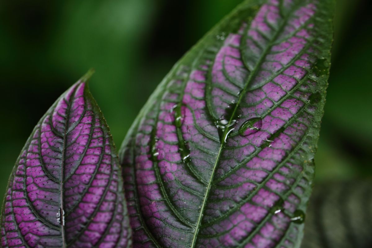Purple Velvet | GANREF