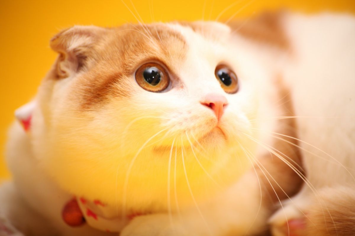 猫猫 美人】見返り猫美人 Cat Beauty looking back 見返り美人すぎる猫