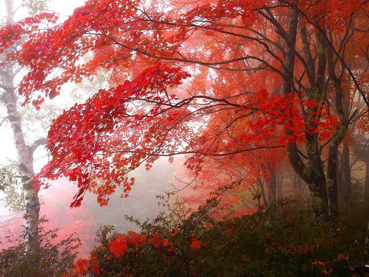 紅葉の白樺 aflo_205019742.jpg