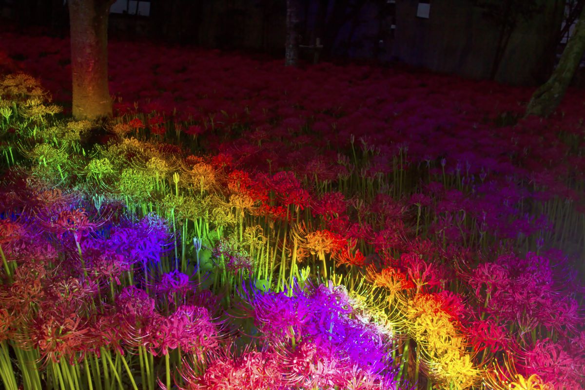 曼珠沙華、虹色の夢♪ | GANREF